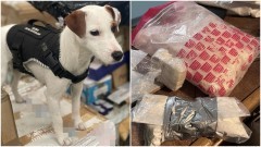 Malbork. W nielegalnym salonie gier ukryto ponad 1 kg amfetaminy – znalazł je czworonożny funkcjonariusz KAS.