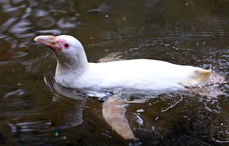 Kokosanka z gdańskiego ZOO królową pingwinów.