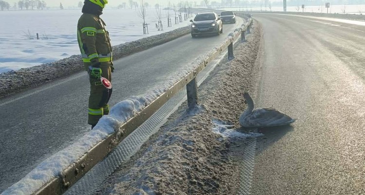 OSP Stare Pole uratowało potrąconego łabędzia na DK22.