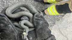 Zaskroniec na podwórku, kolizje i pożary traw – raport malborskich służb mundurowych.