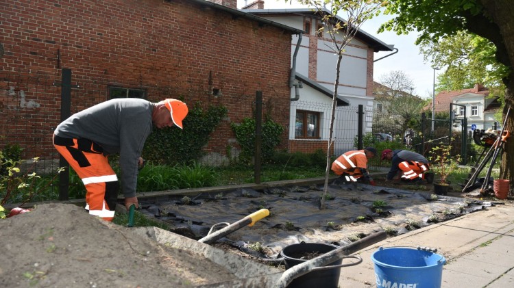 Nowe nasadzenia na ul. Lipowej w Sztumie. 