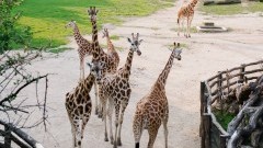 Wakacyjna wyprawa do gdańskiego ZOO. Gmina Malbork zaprasza dzieci na pełen atrakcji wyjazd