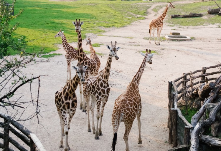 Wakacyjna wyprawa do gdańskiego ZOO. Gmina Malbork zaprasza dzieci na pełen atrakcji wyjazd