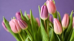 Zapraszamy na Dzień Kobiet w Klubie Seniora + w Dzierzgoniu - 08.03.2018