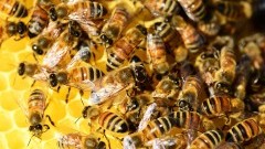 Nietrzeźwy kierowca i gniazda owadów. Weekendowy Raport sztumskich służb mundurowych