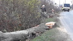 (Nie)bezpieczna droga. Wycinka ok. 900 drzew na trasie Malbork – Dzierzgoń. 
