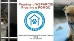 Każdy może pomóc podopiecznym Malborskiego Stowarzyszenia Przyjaciół Zwierząt "Reks"