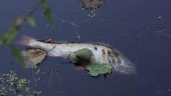 Upał i burze przyczyną śnięcia ryb w kanale wodnym w Ząbrowie?
