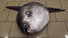 Samogłów złowiony w Krynicy Morskiej.  Pierwsza taka ryba w południowo-wschodnim rejonie Zatoki Gdańskiej.