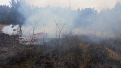 Nadleśnictwo Elbląg apeluje - bądźmy ostrożni i odpowiedzialni podczas spacerów po lesie.