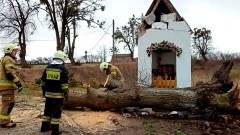 Sztum. Ponad 80 interwencji w związku z usuwaniem skutków porywistego wiatru.