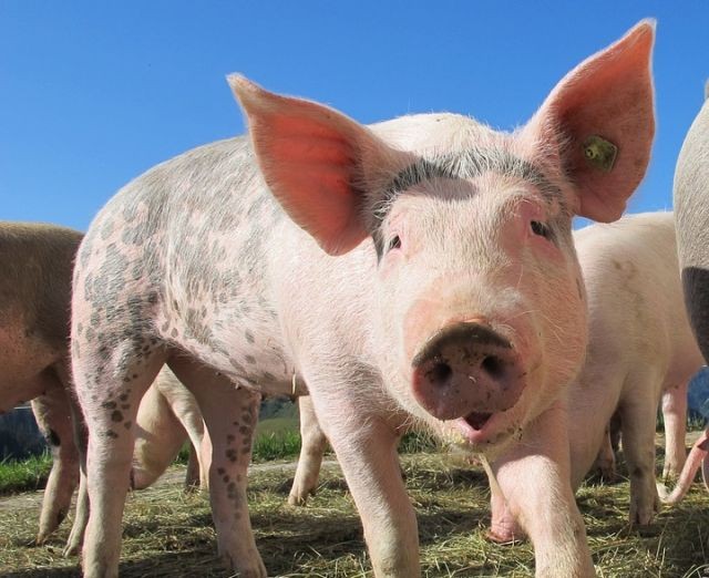 ASF w Polsce: Główny Lekarz Weterynarii przypomina o zasadach bioasekuracji.&#8230;