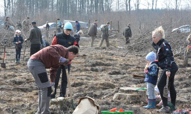 Posadzono 1800 dębów. „Akcja odnowieniowa” w Nadleśnictwie Elbląg&#8230;