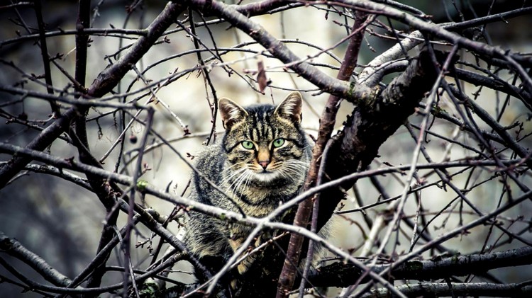 Kot na drzewie i palące się sadze w kominie – raport sztumskich służb&#8230;
